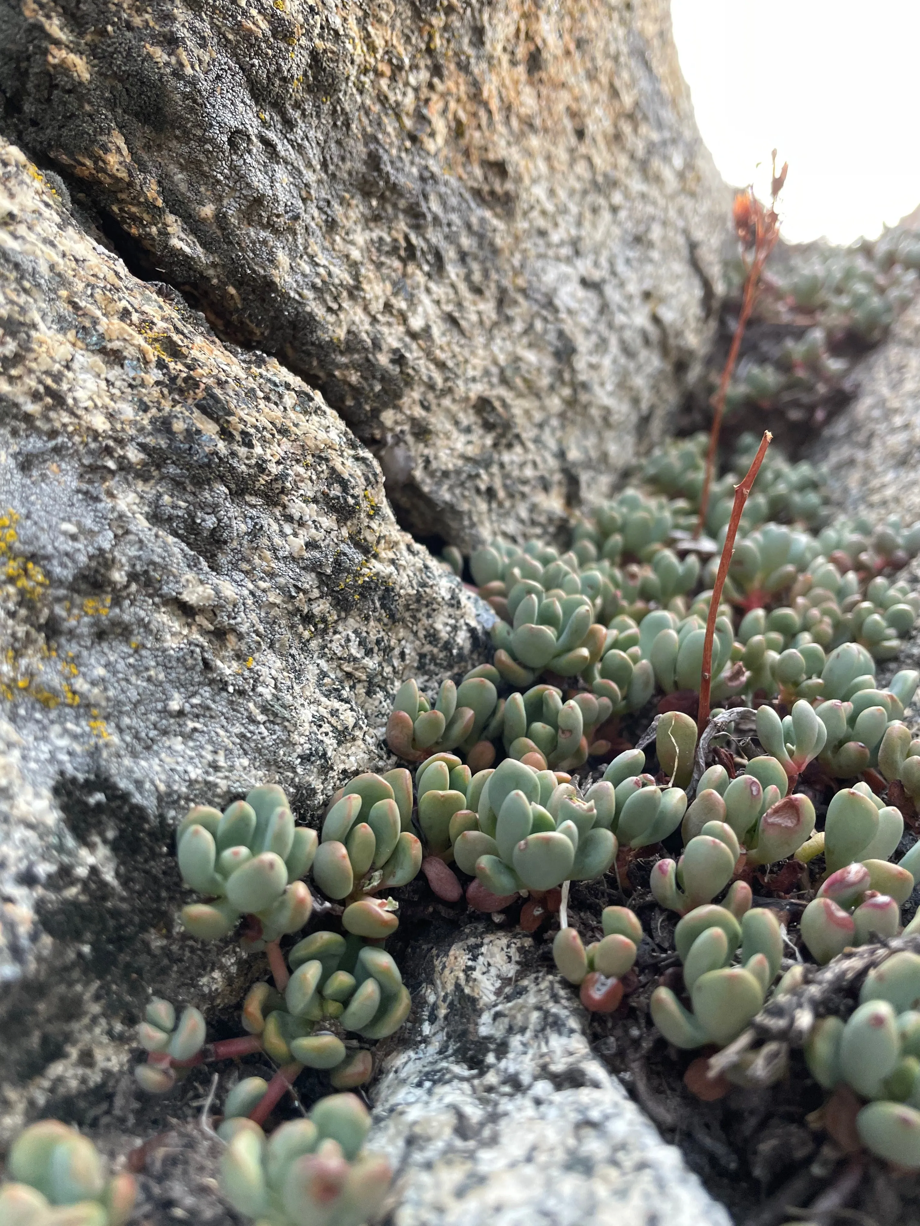 Backpacking Yosemite: Glen Aulin Pass Thru